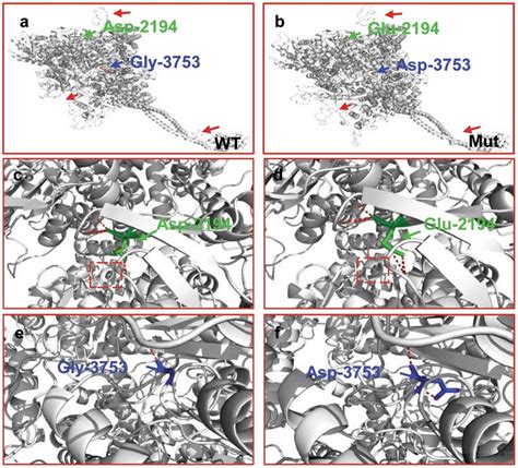 Modeling Of Wild Type And Mutant DNAH6 Molecular Structures Of