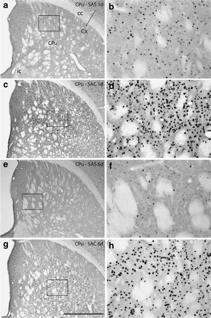 Photomicrographs Illustrating Fos Immunoreactive Neurons In The Download Scientific Diagram