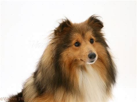 Sable Shetland Sheepdog (Sheltie) photo WP13527