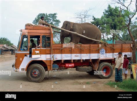 Elephant Lorry Truck Transport Banque De Photographies Et Dimages