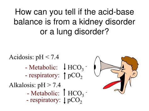 Ppt Renal Physiology Powerpoint Presentation Free Download Id 253825