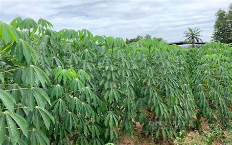 Tay Ninh Farmers Use Solar Energy Combined With Drip Irrigation For