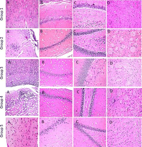 Photomicrographs Of Brain Sections Of Rats H And E Stained ×40