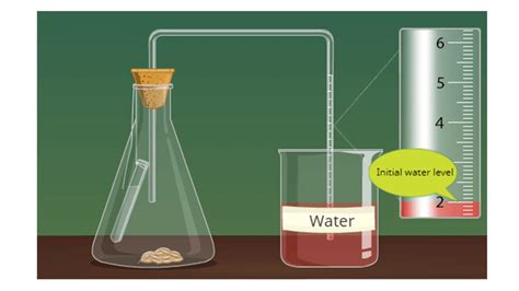 Cellular Respiration Virtual Lab