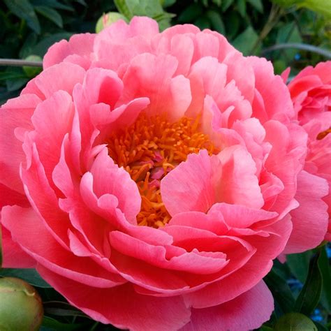 Пион Корал Сансет Paeonia Coral Sunset 3/5 почек | Юлин сад