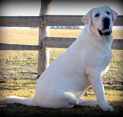 White Lab I White Lab Puppies I White Lab Breeder I English Lab Puppies