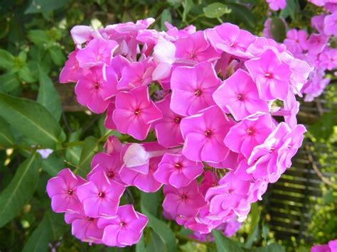 Perennials Cowells Garden Centre Woolsington