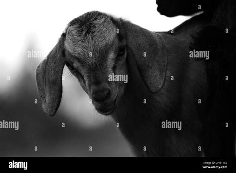 Face Close Up Of A Beautiful Baby Goat Stock Photo Alamy