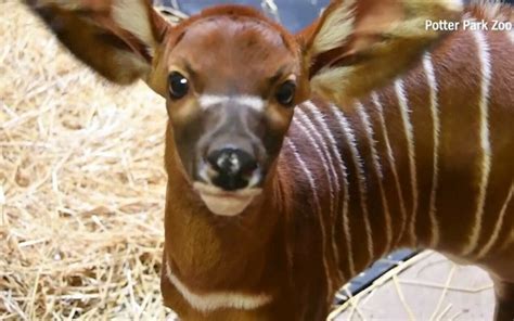 Sărbătoare la o grădină zoologică din statul american Michigan Un pui