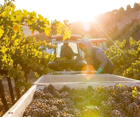 Justin Vineyards And Winery • Wine Tastings Tours Reviews And Events