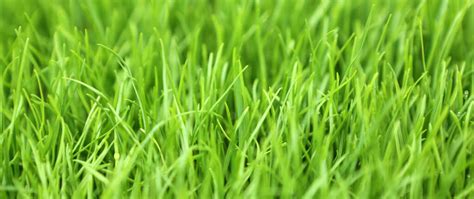 The Best Drought Tolerant Grass for Colorado: A Comprehensive Guide - Garden Go Time