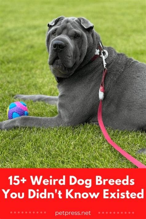 15+ Weird Dog Breeds You Didn't Know Existed