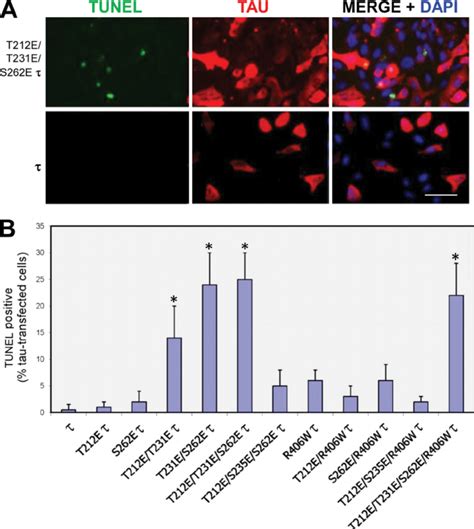 Tunel Staining In Tau Transfected Cho Cells A Cho Cells Were