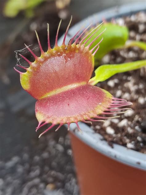 Dionaea Muscipula Boutique De Plantes Carnivores Eden Carnivore