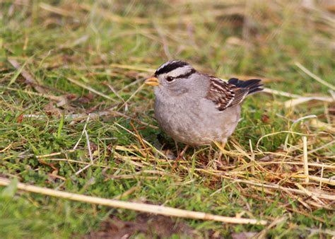 Meet The White Crowned Sparrow — Sacramento Audubon Society