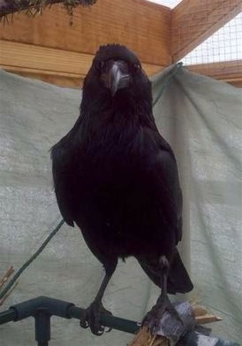 5 Reasons Ravens Are Super Smart Birds | HubPages