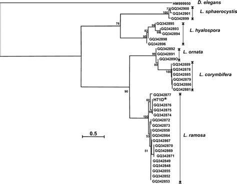 Phylogenetic Tree Inferred From Its Dna Sequences From Lichtheimia