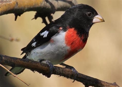 BEAKS WINGS AND BACKYARD THINGS: Grosbeak