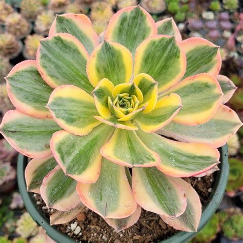 Aeonium Sunburst