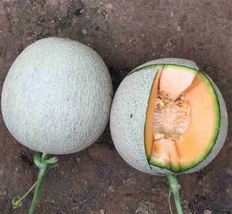 Muskmelon Cantaloupe Hami Melon Seeds Japanese Sweet