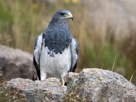 Black Chested Buzzard Eagle Ebird