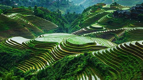 HD wallpaper: beautiful, china, guangxi, landscape, longsheng-rice ...