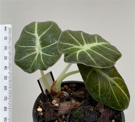 Alocasia Reginula Black Velvet 9cm Plantae Orchids And Rare Plants