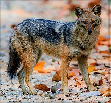 Chacal Dor Canis Aureaus Golden Jackal Afrique Du Nord Alg Rie