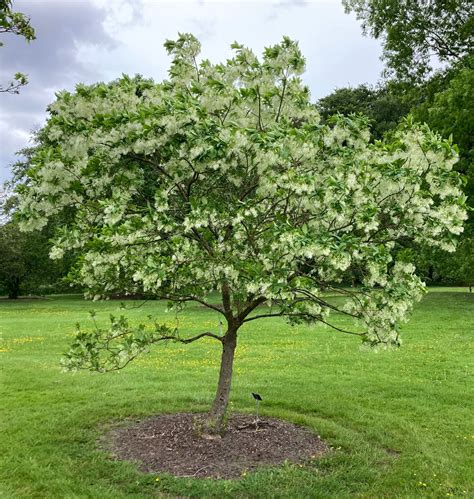 Chionanthus Virginicus Trees And Shrubs Online