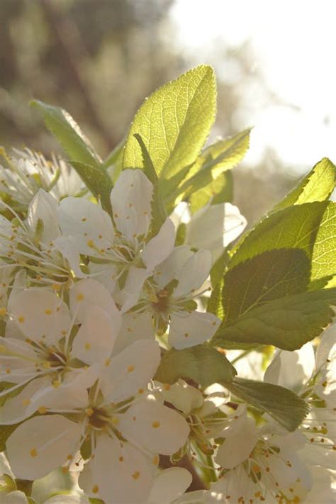 Free stock photo of plum bloom, plum blossom, plum blossoms