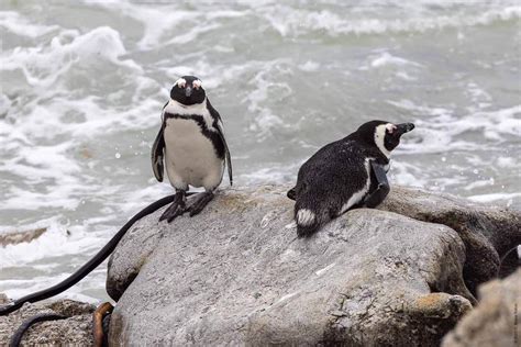 African Penguins - Urban Hawks