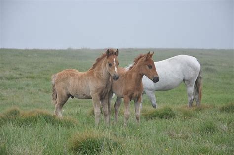 Caballo El Potro Гнедые Foto gratis en Pixabay National parks