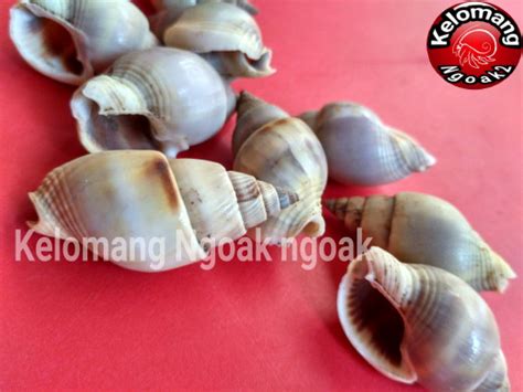 jual cangkang kerang jakarta selatan kelomang ngoak tokopedia