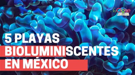 Playas Bioluminiscentes En M Xico Youtube