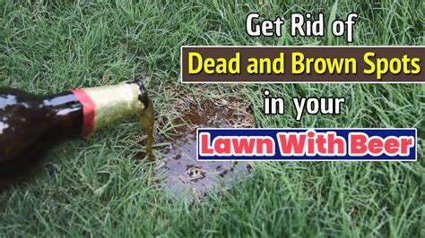 Homemade Dry Lawn Fertilizer Recipes Besto Blog