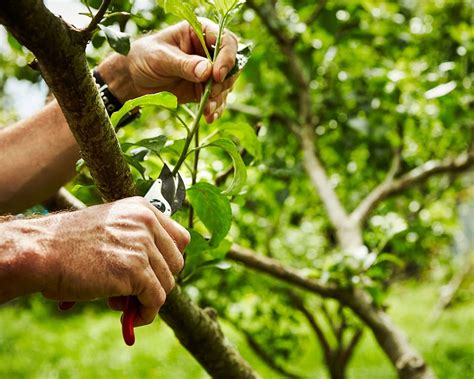 Execução De Serviços De Corte E Poda De Árvores Plana Ambiental