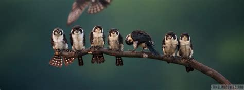 Birds On A Branch Having Fun Facebook Cover Photo