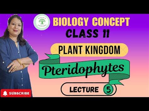 Class Biologych Plant Kingdom Pteridophytes Life Cycle Of