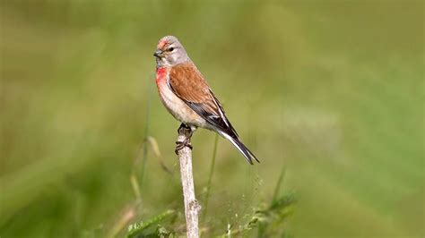 British Finches Identification Guide And Songs Woodland Trust