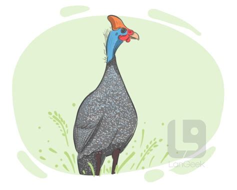 Definition And Meaning Of Guinea Fowl Langeek