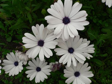 Диморфотека тетра Голиаф (55 фото) - фото - картинки и рисунки: скачать ...