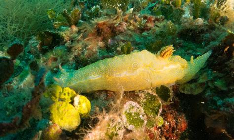 Nudibranchs in Their Habitat Stock Image - Image of effects, calle ...