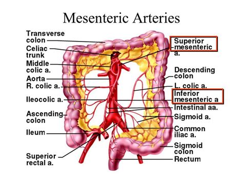 mesenteric vessels Gallery