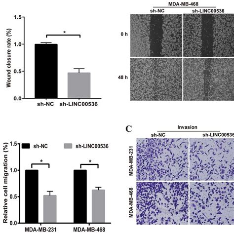 Linc Promoted Bc Cell Migration And Invasion A Wound Healing