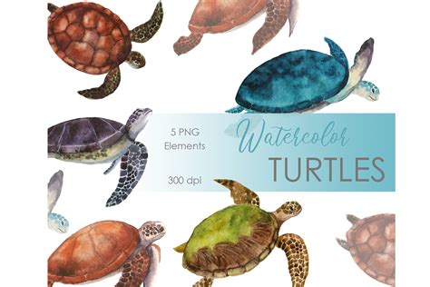 Watercolor Sea Turtles Clipart Ocean Png Gr Fico Por Komtsyantatyanaart