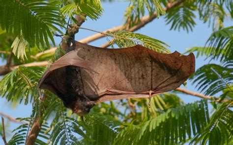 Giant Fruit Bat Compared To Human