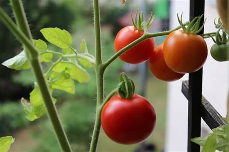 Gem Se Auf Dem Balkon Pflanzen Tipps F R Anf Nger