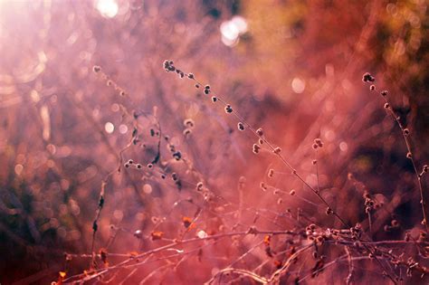 Wallpaper Sunlight Water Nature Grass Sky Field Branch Evening