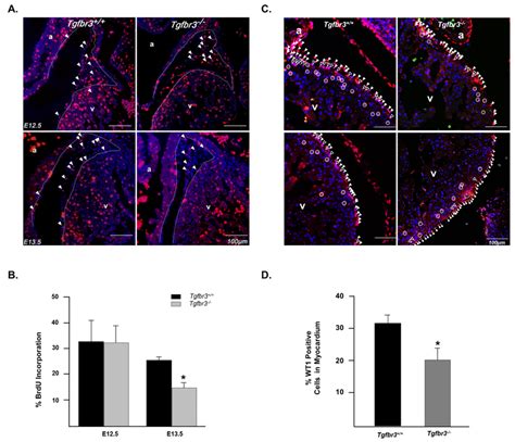 Epicardial Cells In Tgfbr3 −− Embryos Show Decreased Proliferation And Download Scientific