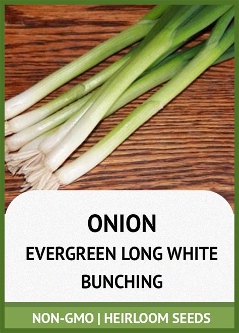 Evergreen Long White Bunching Onion Growing Guide Fine Seeds